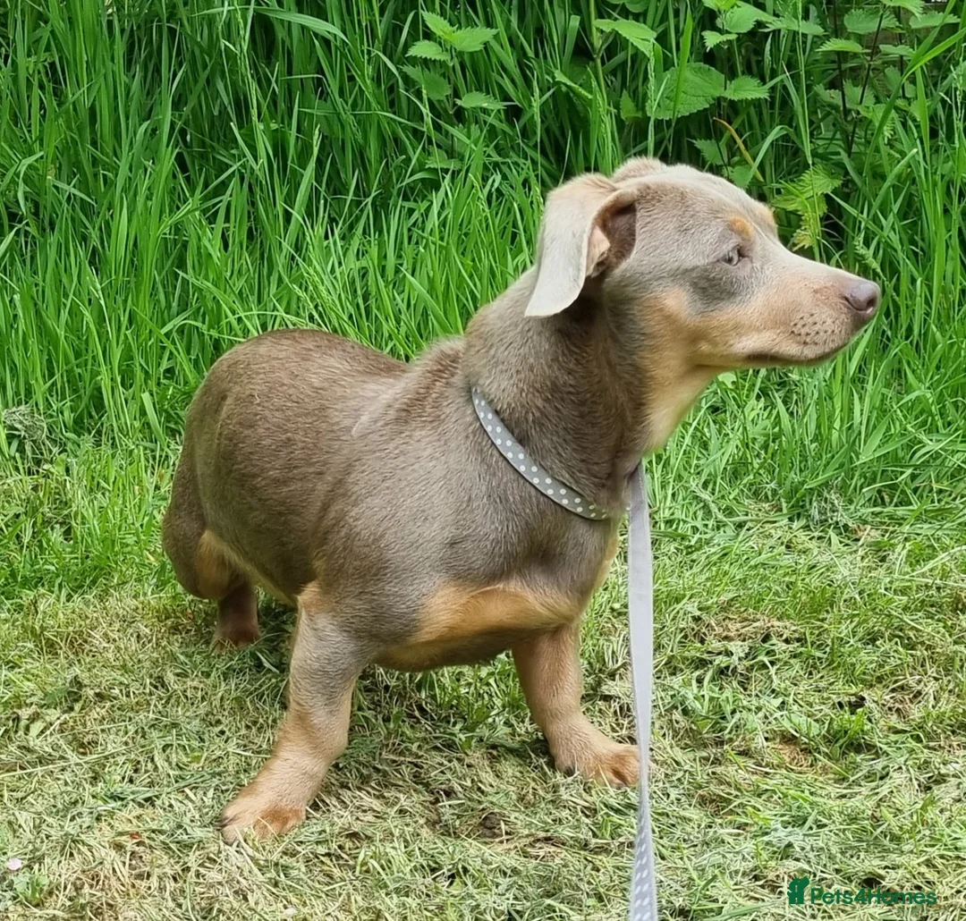 Miniature Dachshund dogs for stud: Silver dapple, Chocolate & Lilac KC Dachshund stud in Wolverhampton - Advert 11