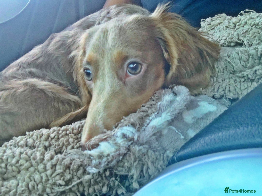 Miniature Dachshund dogs for stud: 🏆ISRI, CHAMPION STUD🏆 - Advert 4