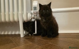 Maine Coon cats for sale: Maine coon x kittens  - Image 1