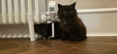 Maine Coon cats - Advert 16