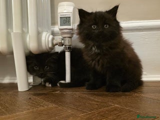 Maine Coon cats - Advert 18