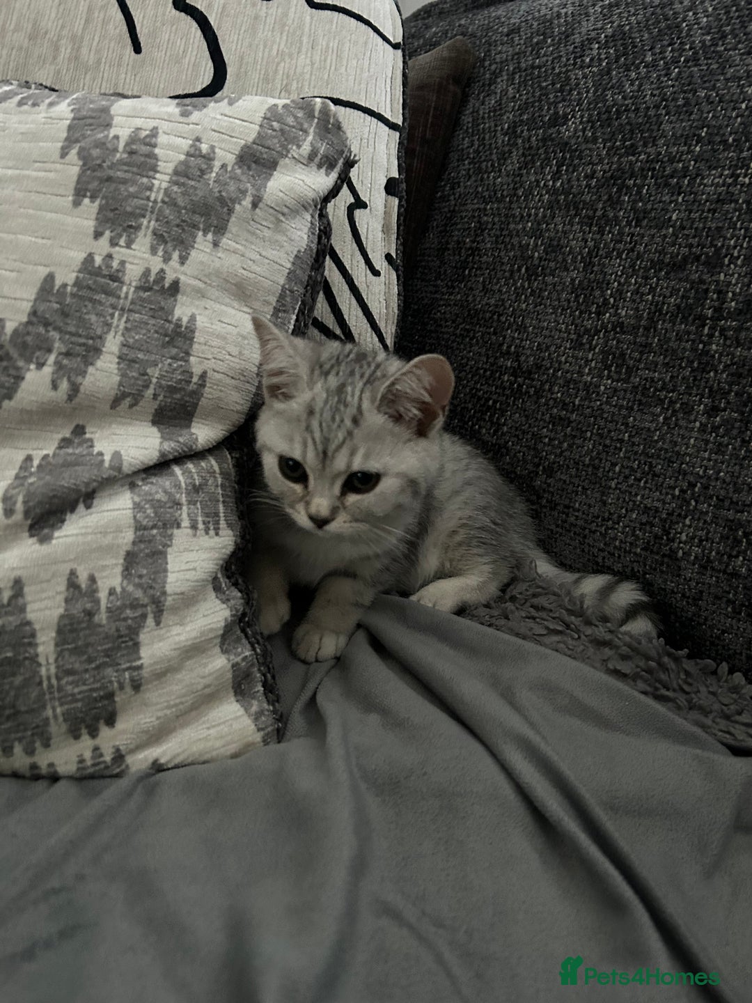Scottish Fold cats for sale:  BEAUTIFUL female kitten🩷 - Image 5