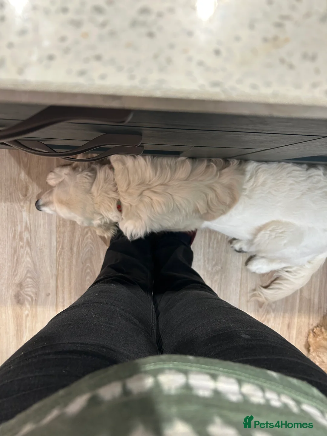 Golden Retriever dogs for sale: KC reg 9 mth old Golden Retriever- Female cream - Advert 7