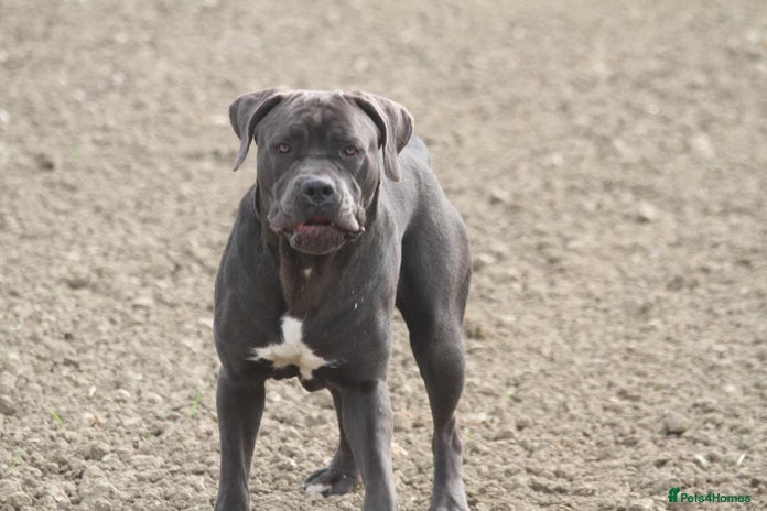 Cane Corso dogs - Advert 16