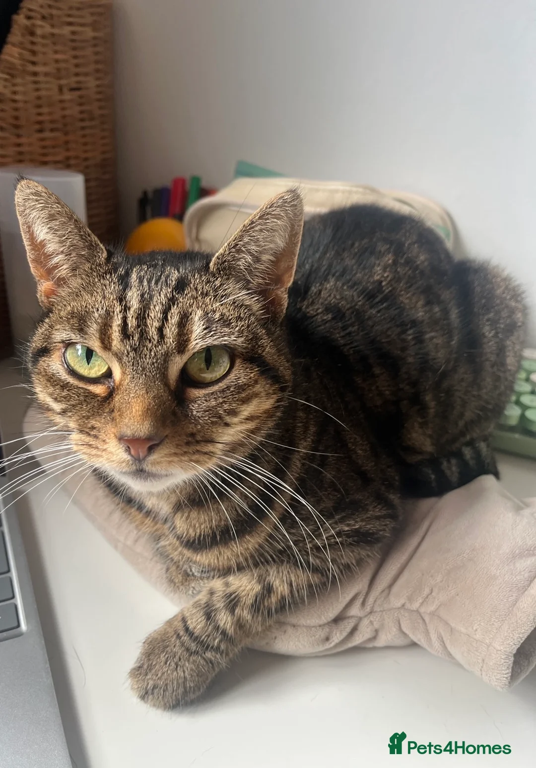 Mixed Breed cats for sale: 10year old Tabby Cat - Advert 4