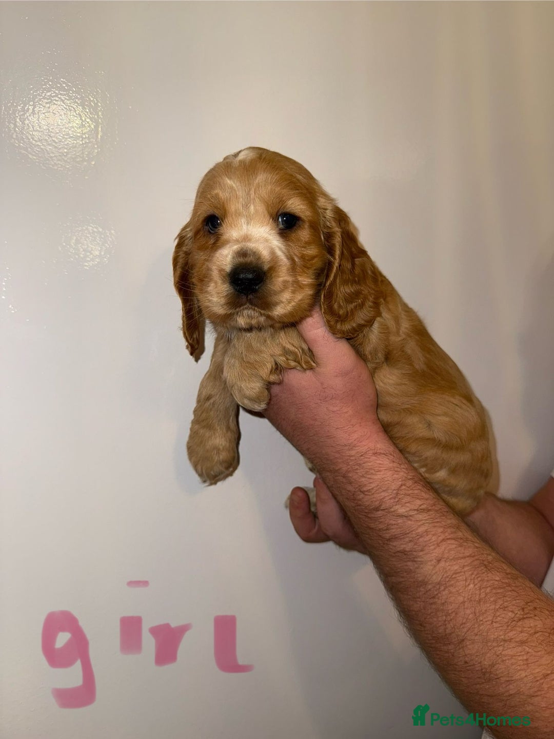 Cocker Spaniel dogs for sale: Kc registered show type cocker spaniels  - Advert 16