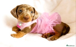 Miniature Dachshund dogs for sale: READY NOW PRA CLEAR DACHSHUND PUPPIES - Image 8