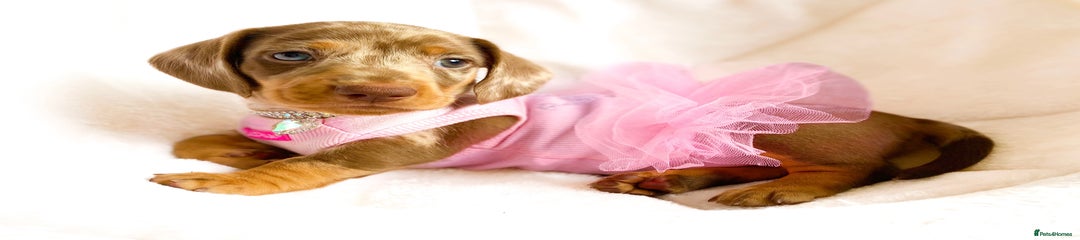 Miniature Dachshund Puppy 7