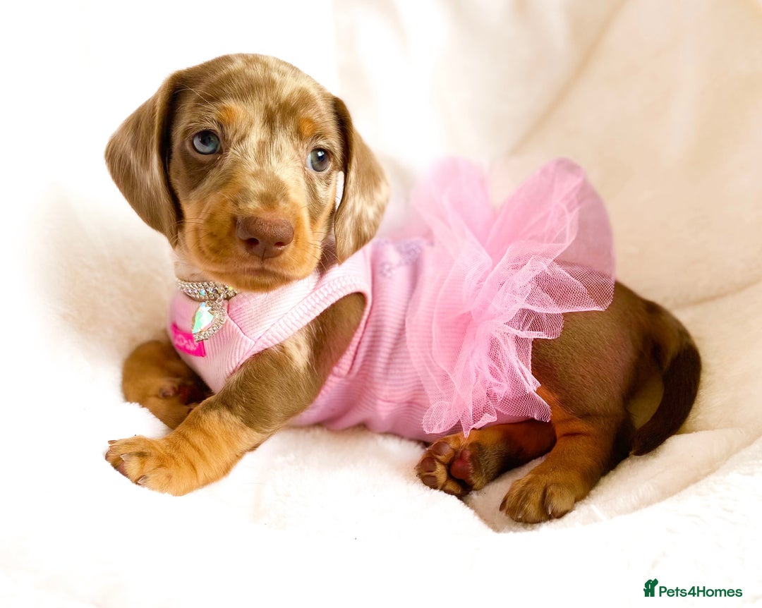 Miniature Dachshund dogs for sale: READY NOW PRA CLEAR DACHSHUND PUPPIES - Image 8