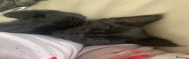 Maine Coon Kitten 4