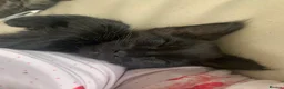 Maine Coon cats for sale: Maine coon kittens for sale  - Advert 8