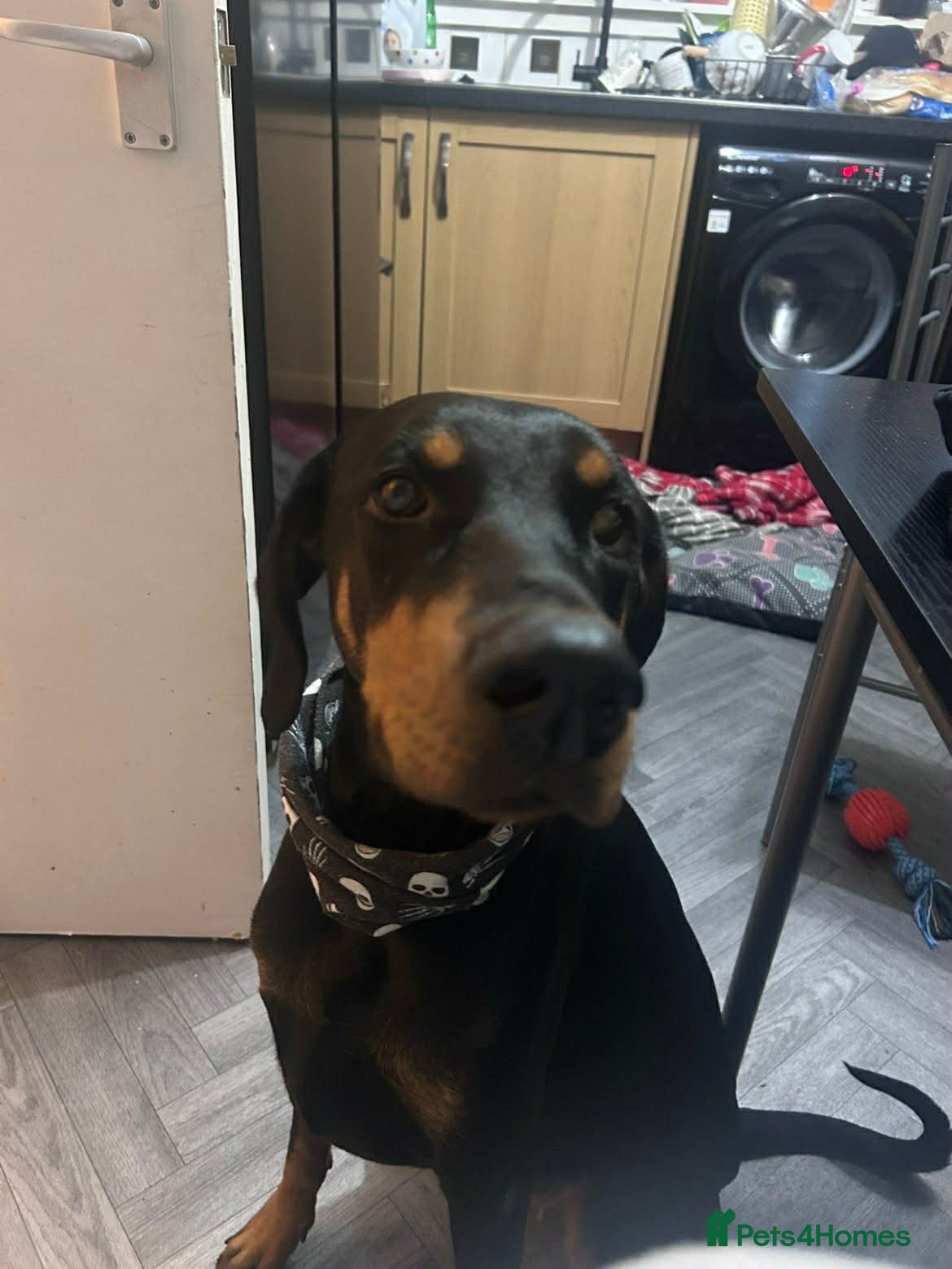 Dobermann dogs 2 year old female Doberman - Advert 1