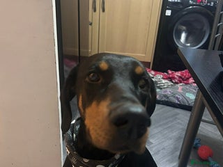 Dobermann dogs 2 year old female Doberman - Advert 1