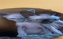Sphynx cats for sale: Tica registered Sphynx  - Image 10