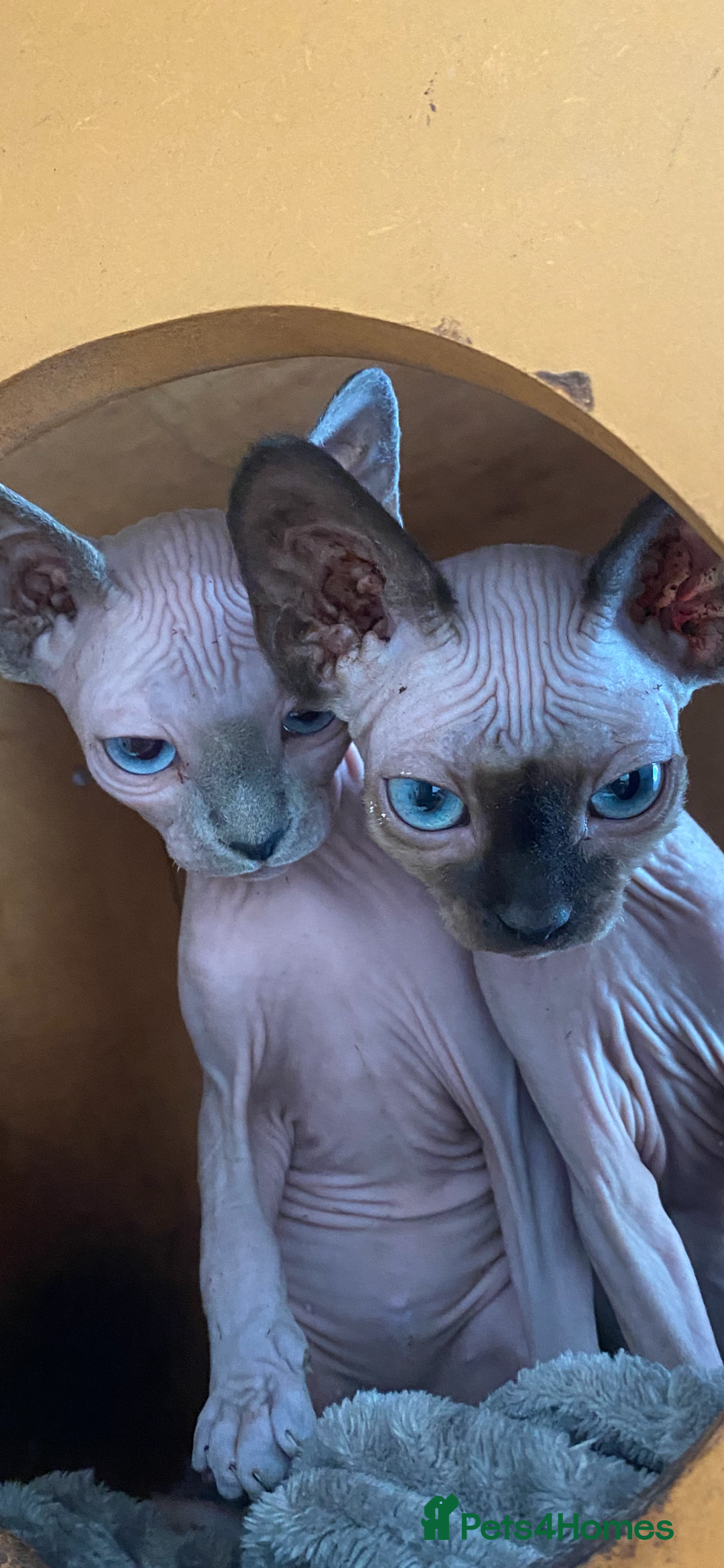 Sphynx cats for sale: Tica registered Sphynx  - Image 10