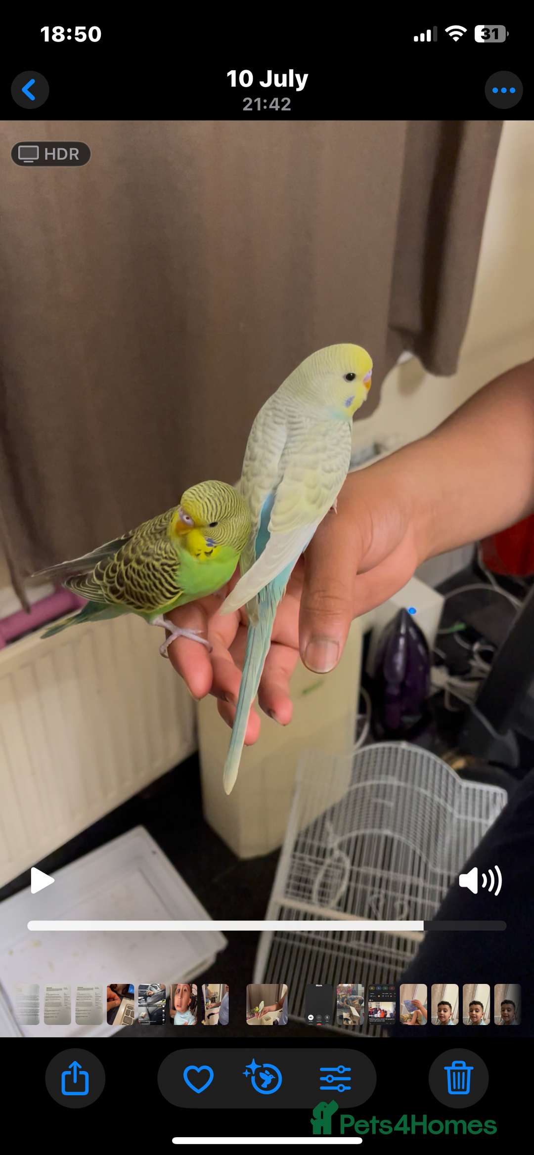 Budgerigars birds for sale: 2 Hand tamed budgies + cage  - Image 4