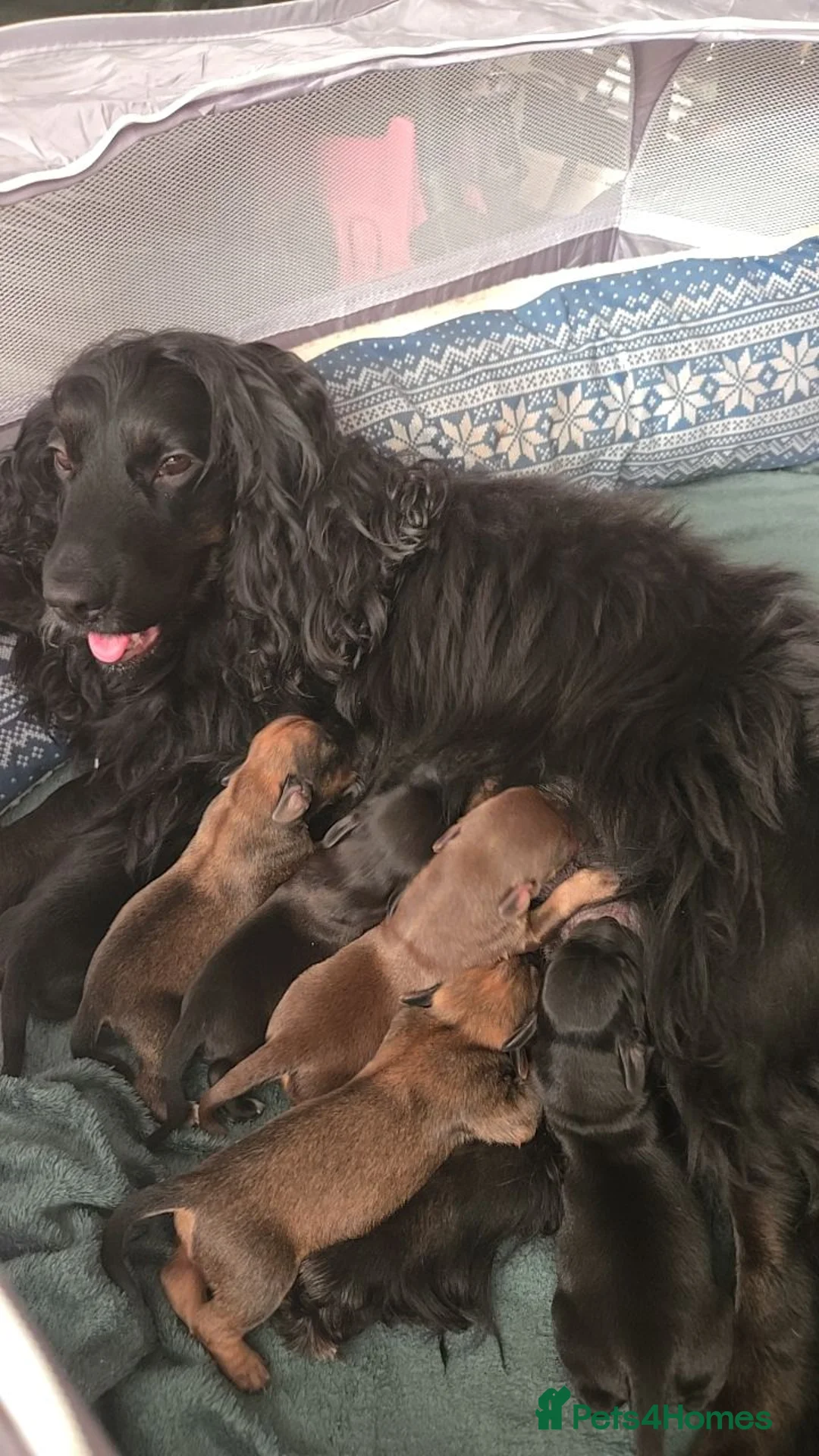 Mixed Breed dogs for sale: Boxwiller cockerspaniel mix  - Advert 2