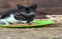 Mixed Breed cats for sale: Two adorable girl kittens - Image 1