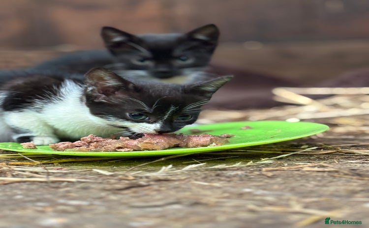 Mixed Breed cats - Advert 15