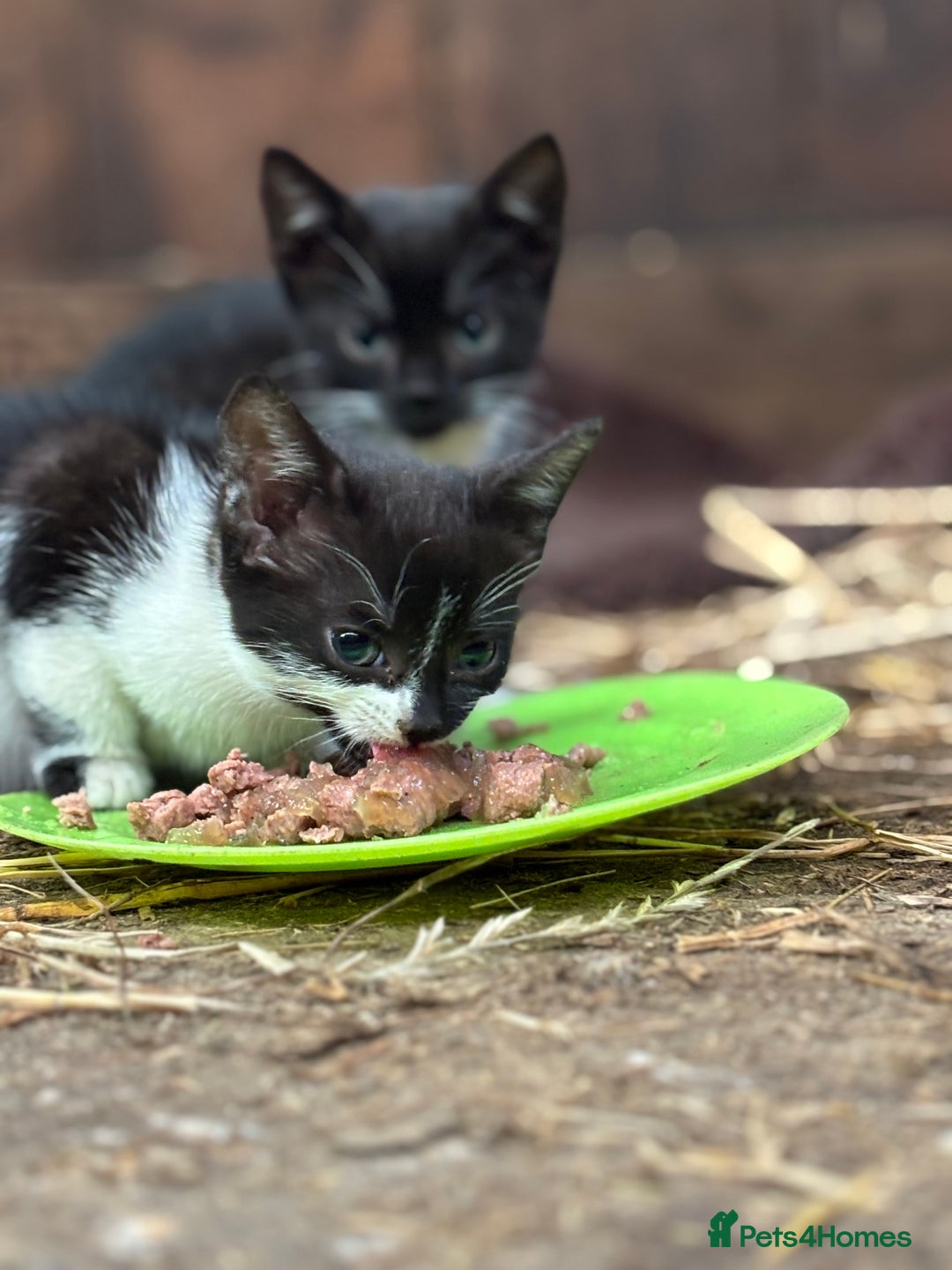 Mixed Breed cats for sale: Two adorable girl kittens - Image 1