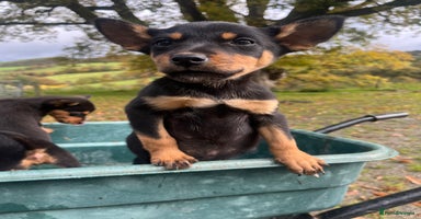 Australian Kelpie dogs - Advert 6