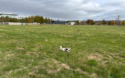 Chihuahua dogs for sale: 11 month old Chihuahua for sale  - Image 10
