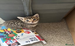 Bengal cats for sale: Bengal Kittens Ready2Go (Mother is TICA certified) in London - Image 1