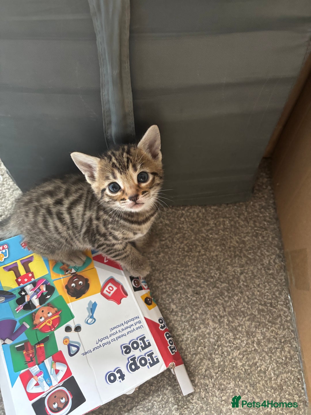 Bengal cats for sale: Bengal Kittens Ready2Go (Mother is TICA certified) in London - Image 1