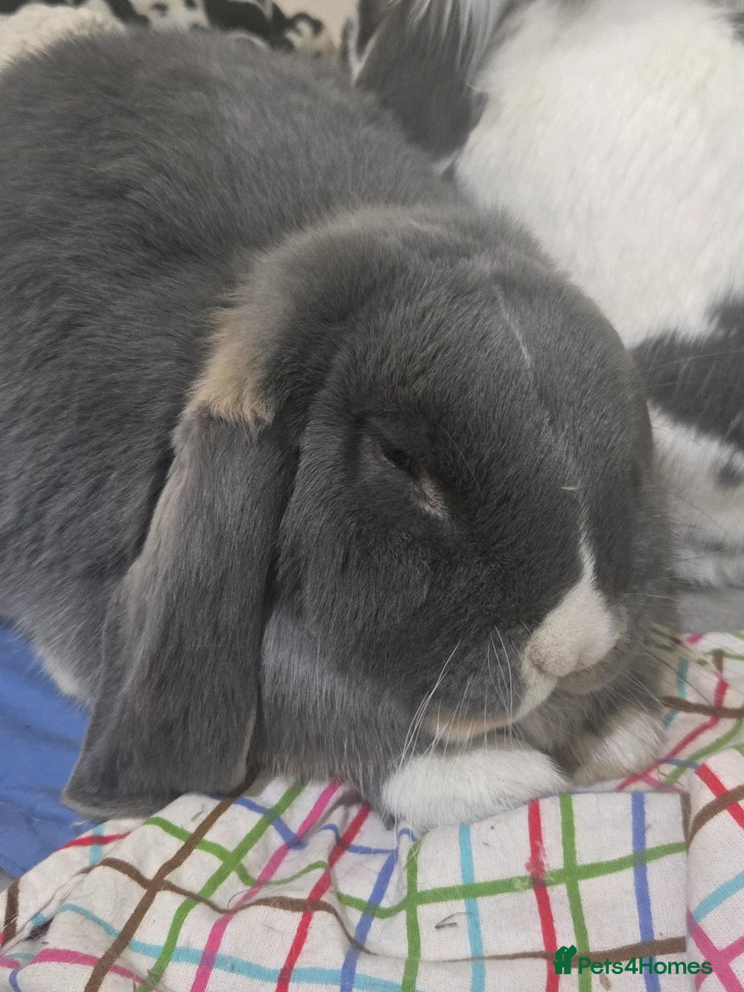 French Lop rabbits for sale: French Lop Doe 4 Months Old - Advert 7