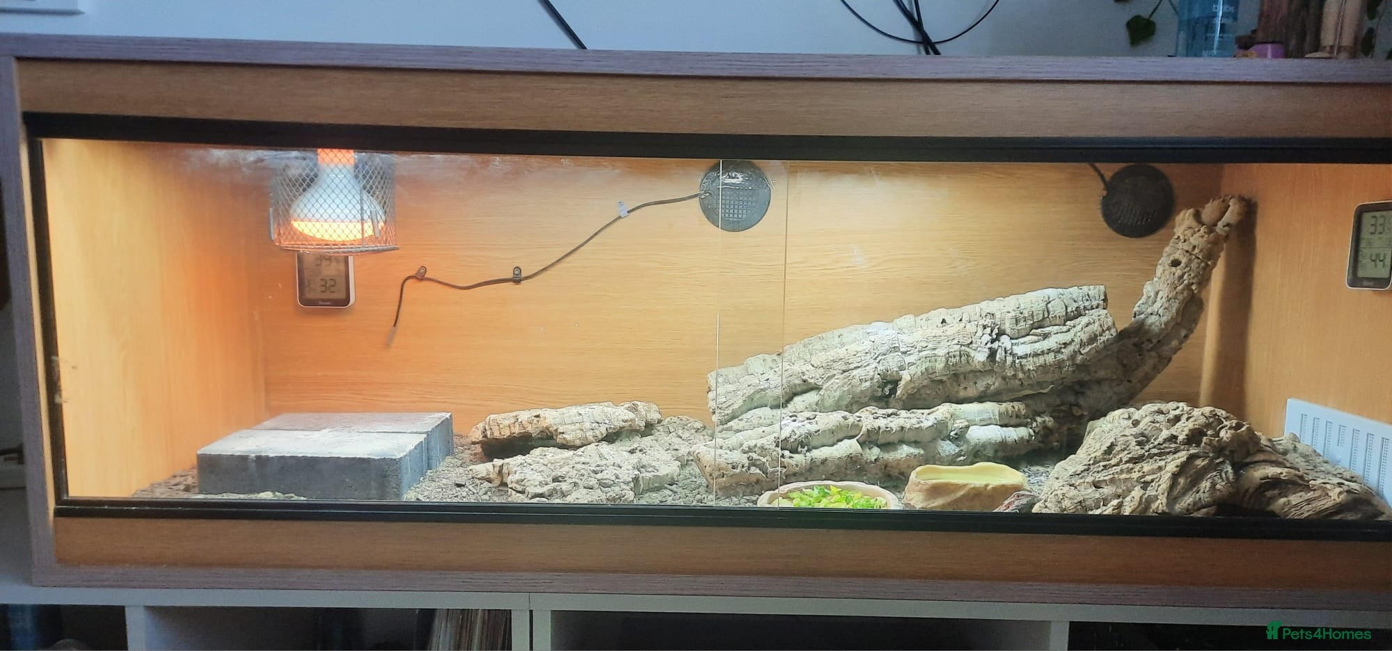 Bearded Dragon reptiles Bearded dragon - Advert 1