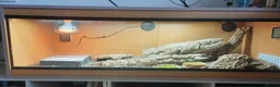 Bearded Dragon reptiles for sale: Bearded dragon in Whitstable - Advert 1