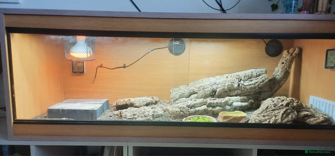 Bearded Dragon reptiles for sale: Bearded dragon in Whitstable - Advert 1