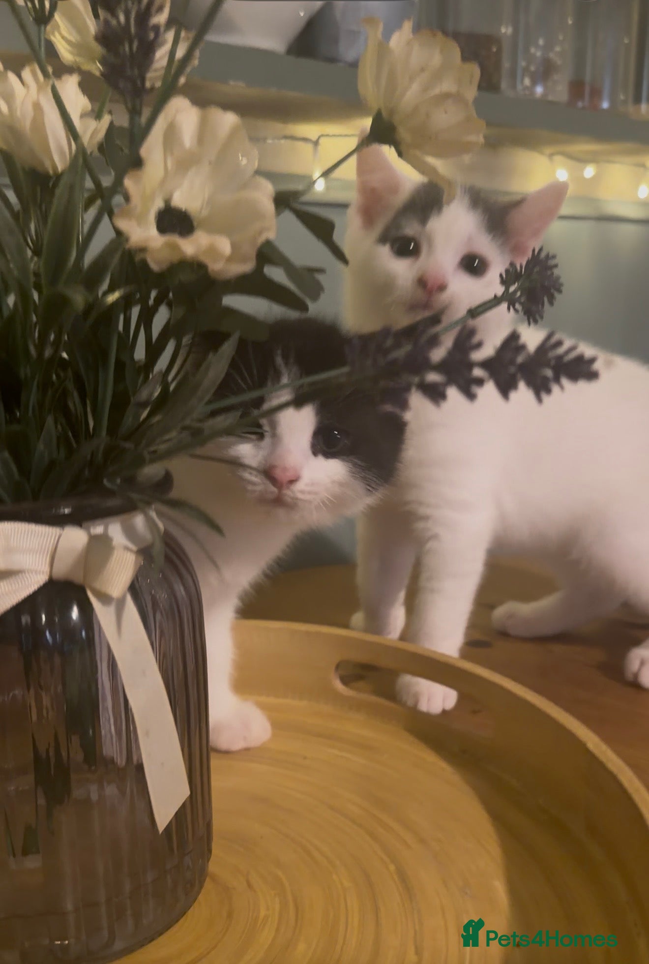 Mixed Breed cats Beautiful cross ragdoll kittens - Advert 12