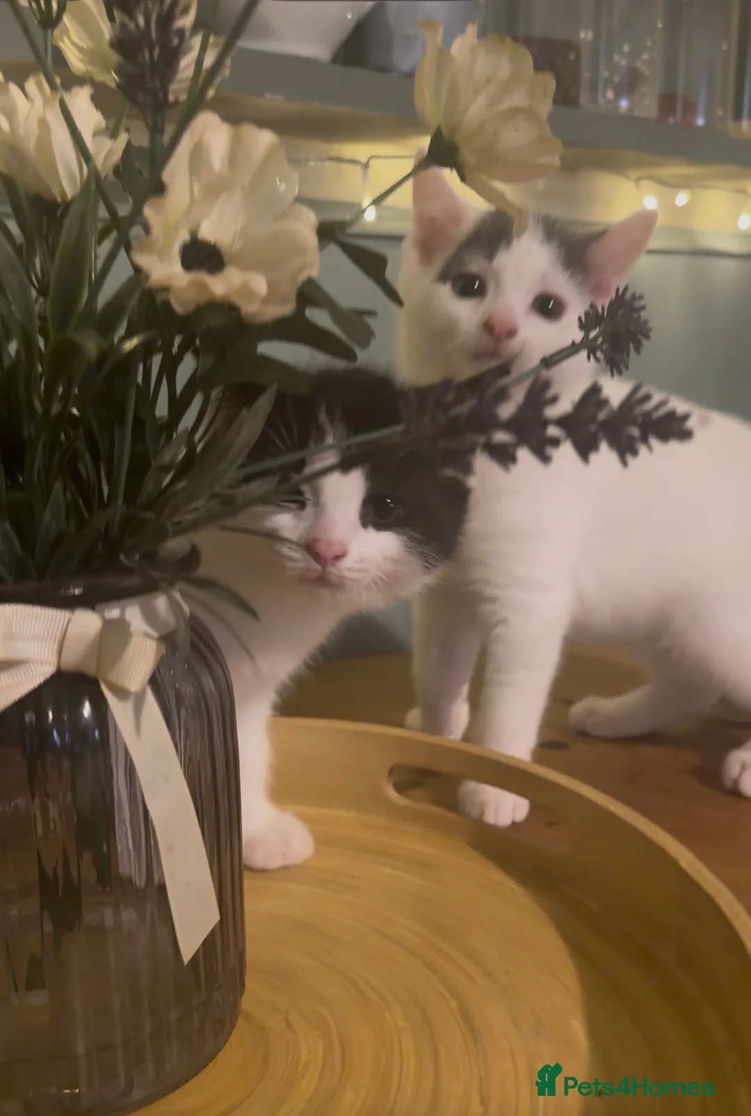 Mixed Breed cats for sale: Beautiful cross ragdoll kittens - Advert 1