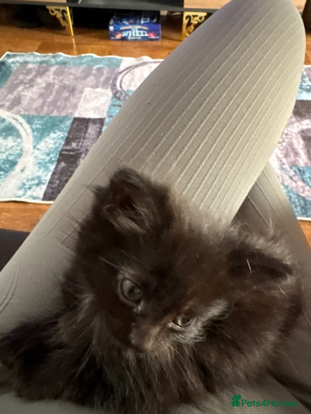 Mixed Breed cats for sale: 2 boys 1 girl  - Advert 6