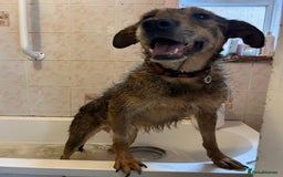 Mixed Breed dogs for adoption: Dana (2) Norwich Norfolk  - Image 5