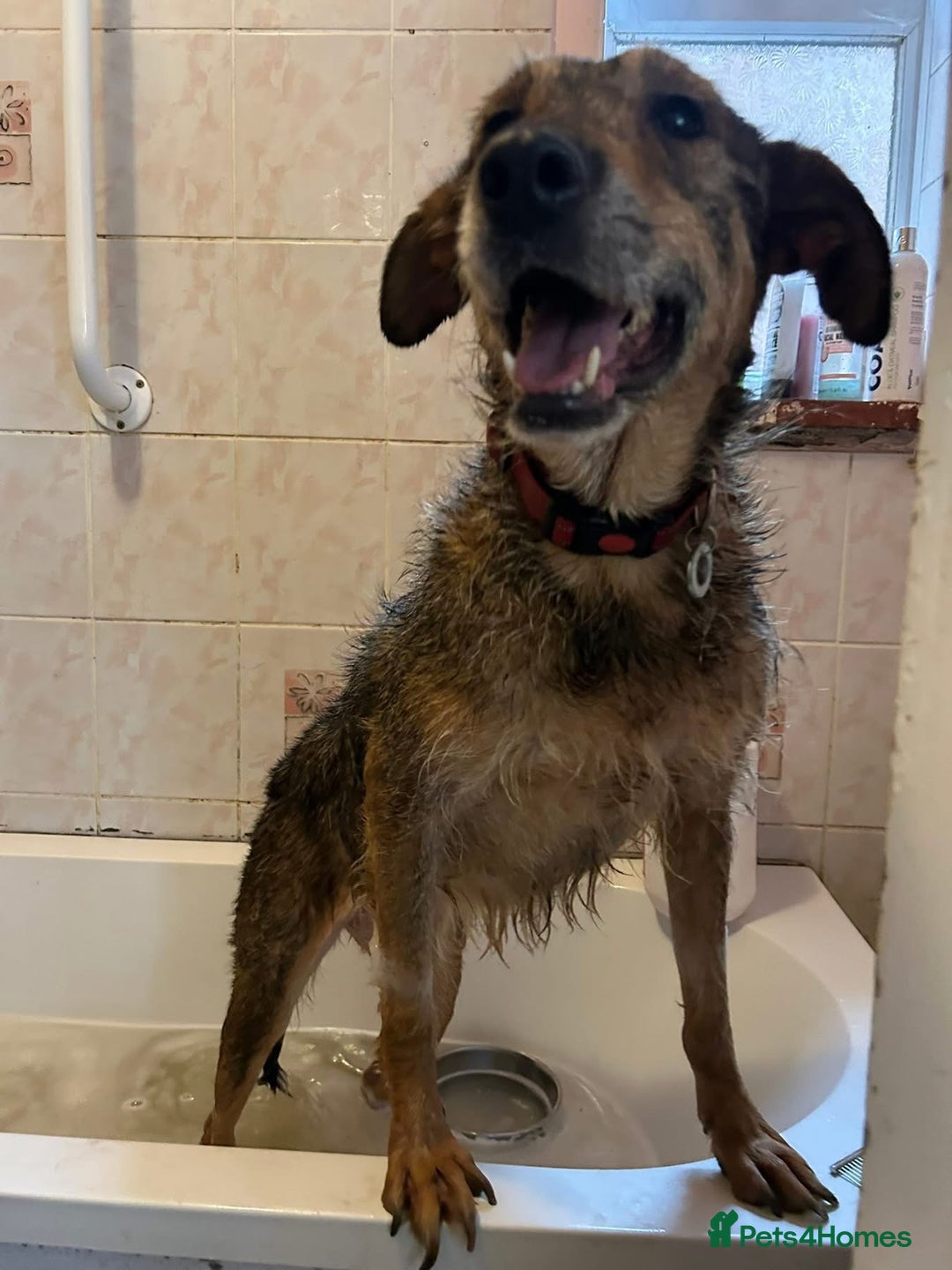 Mixed Breed dogs for adoption: Dana (2) Norwich Norfolk  - Image 5