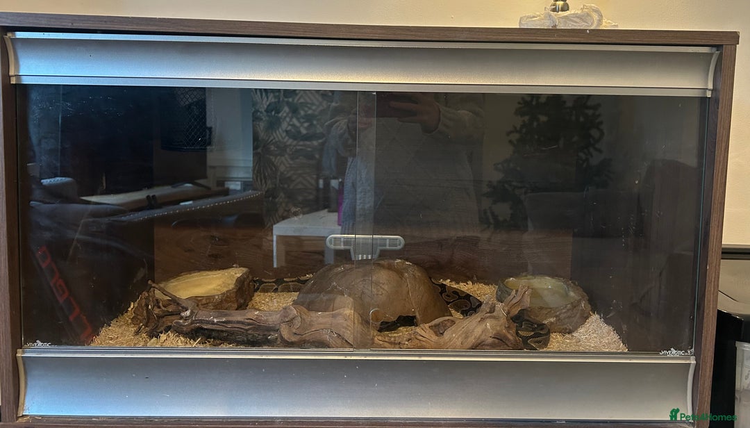 Python Snake reptiles for sale: Python Snake  - Advert 3