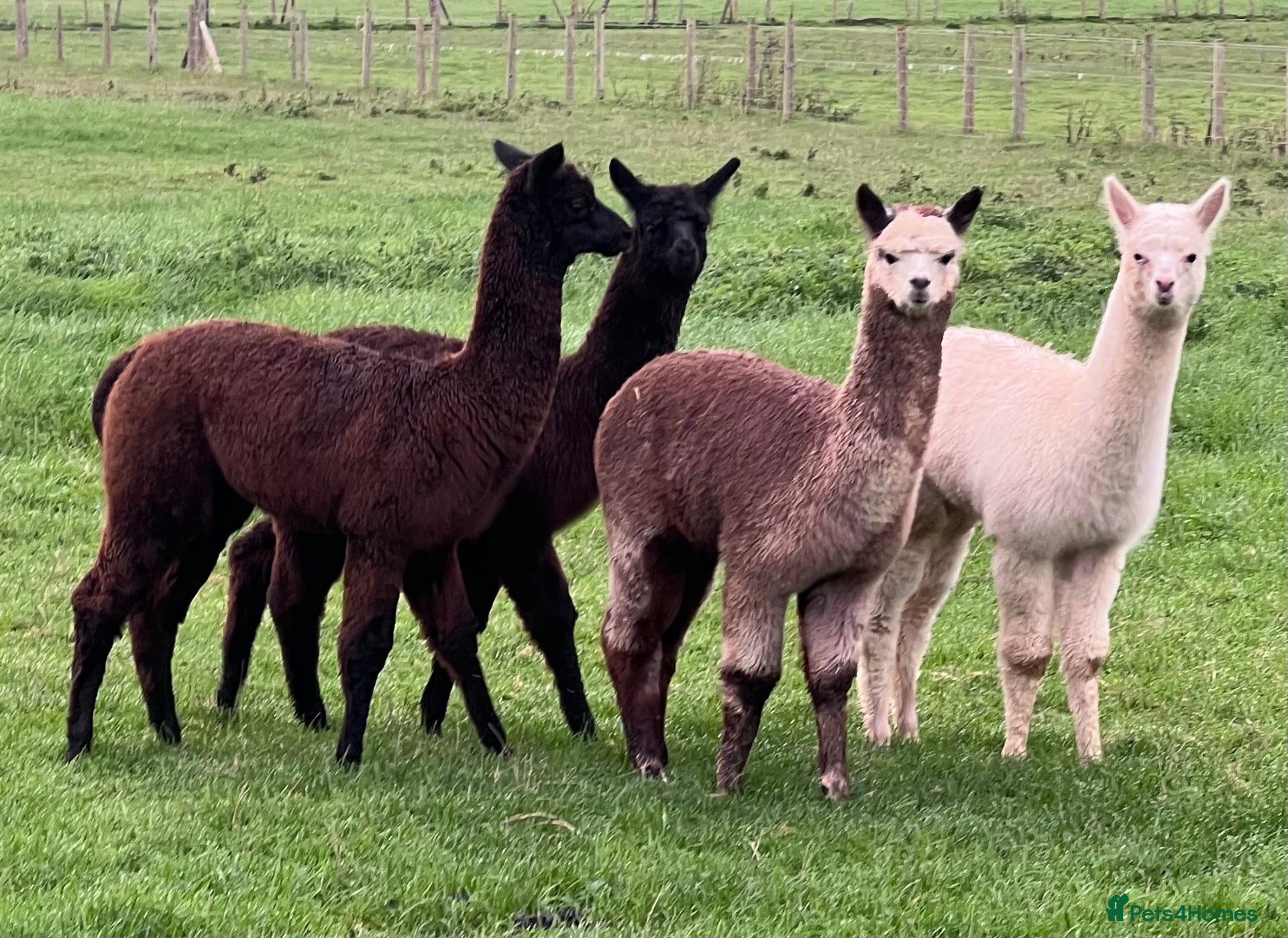Alpaca livestock Alpca cria looking for forever homes - Advert 2