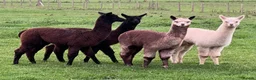 Alpaca livestock for sale: Alpca cria looking for forever homes in Caldicot - Advert 1