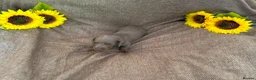 Miniature Dachshund dogs for sale: Miniature Dacshund Puppies  - Advert 7