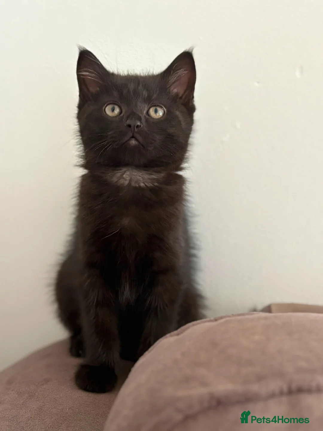 Mixed Breed cats for sale: Beautiful black kittens  in Wisbech - Advert 6
