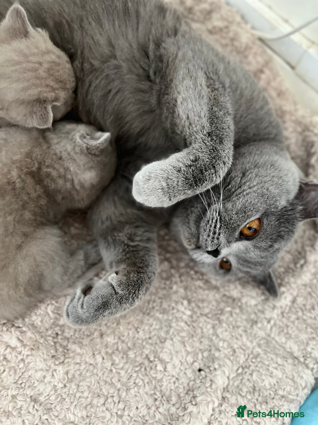 British Shorthair cats for sale: Champion lines Lilac BSH kittens  - Advert 3