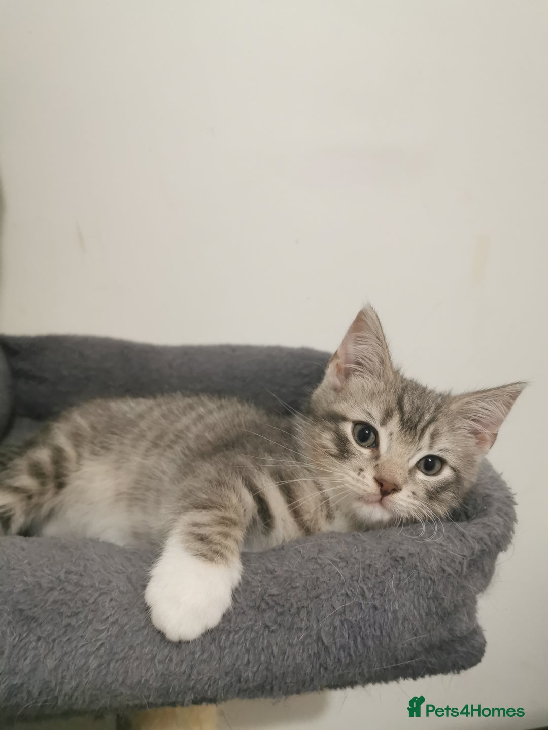 British Shorthair cats for sale: Stunning BSH Silver Tabby kittens - Advert 7