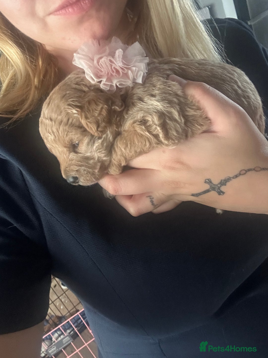 Bordoodle dogs for sale: F1B Bordoodle Puppies - Image 19