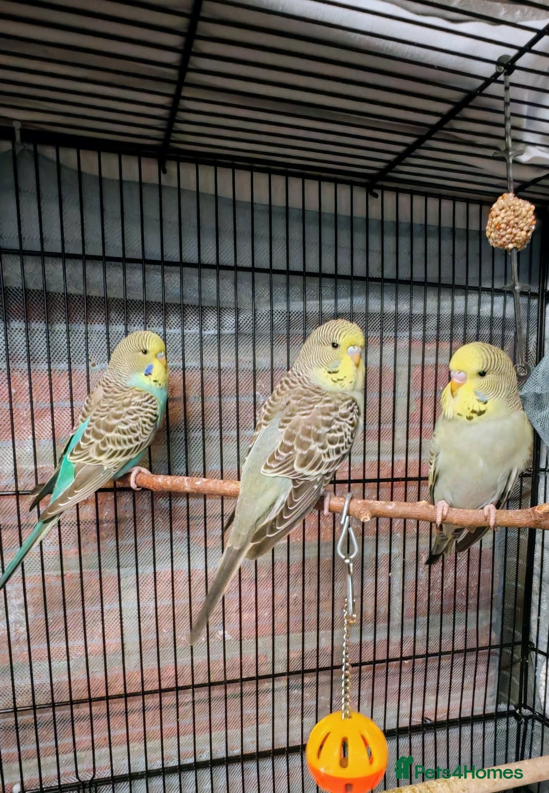 Budgerigars birds for sale: Young budgies  - Advert 2