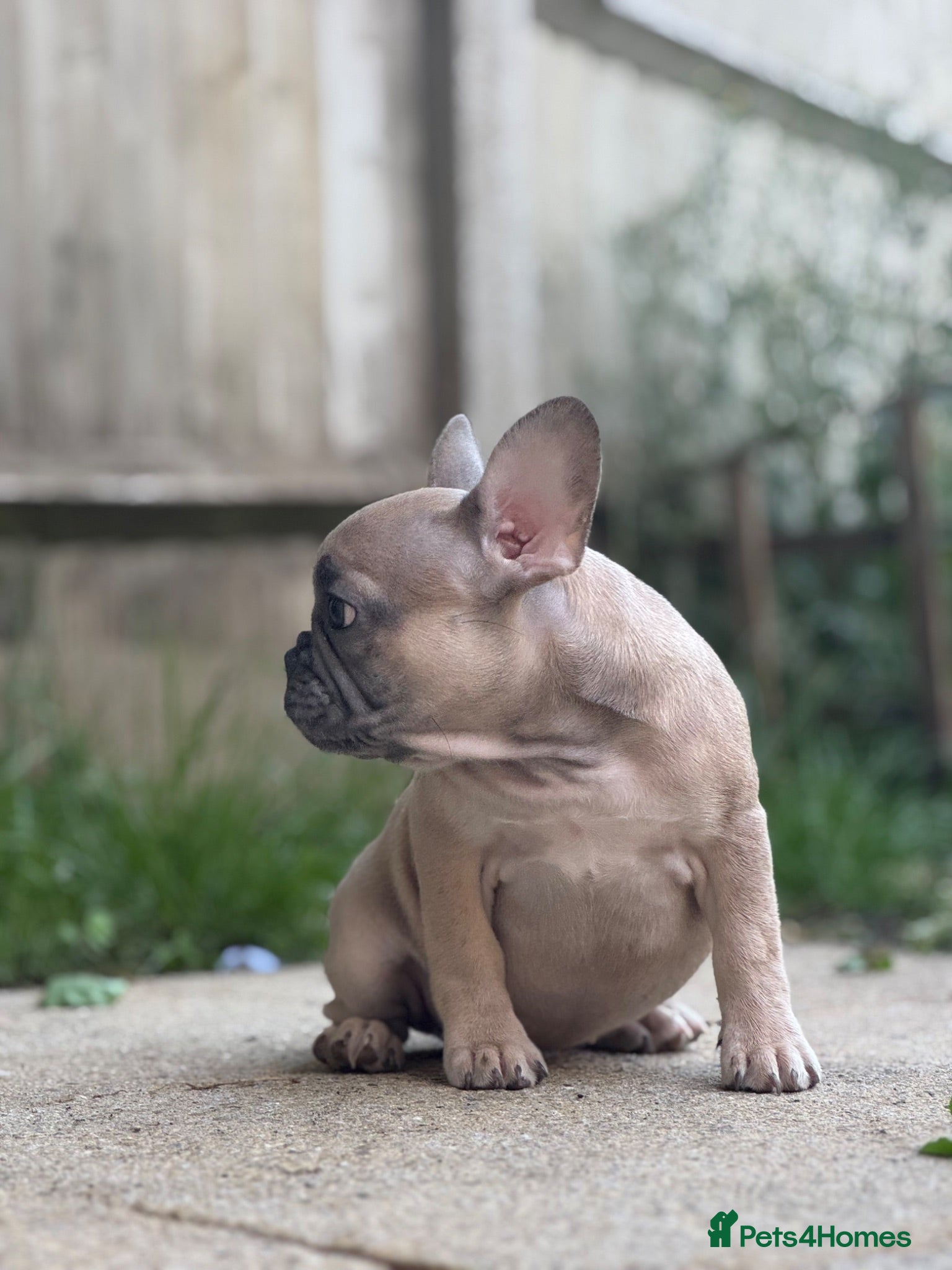 French Bulldog dogs PRICE DROP 2 PUPPIES KCREG HEALTH CLEAR FRENCHIE - Advert 18