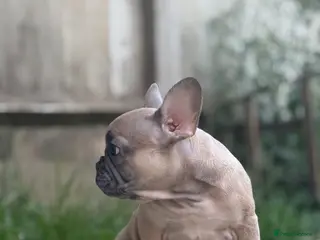 French Bulldog dogs PRICE DROP 2 PUPPIES KCREG HEALTH CLEAR FRENCHIE - Advert 18