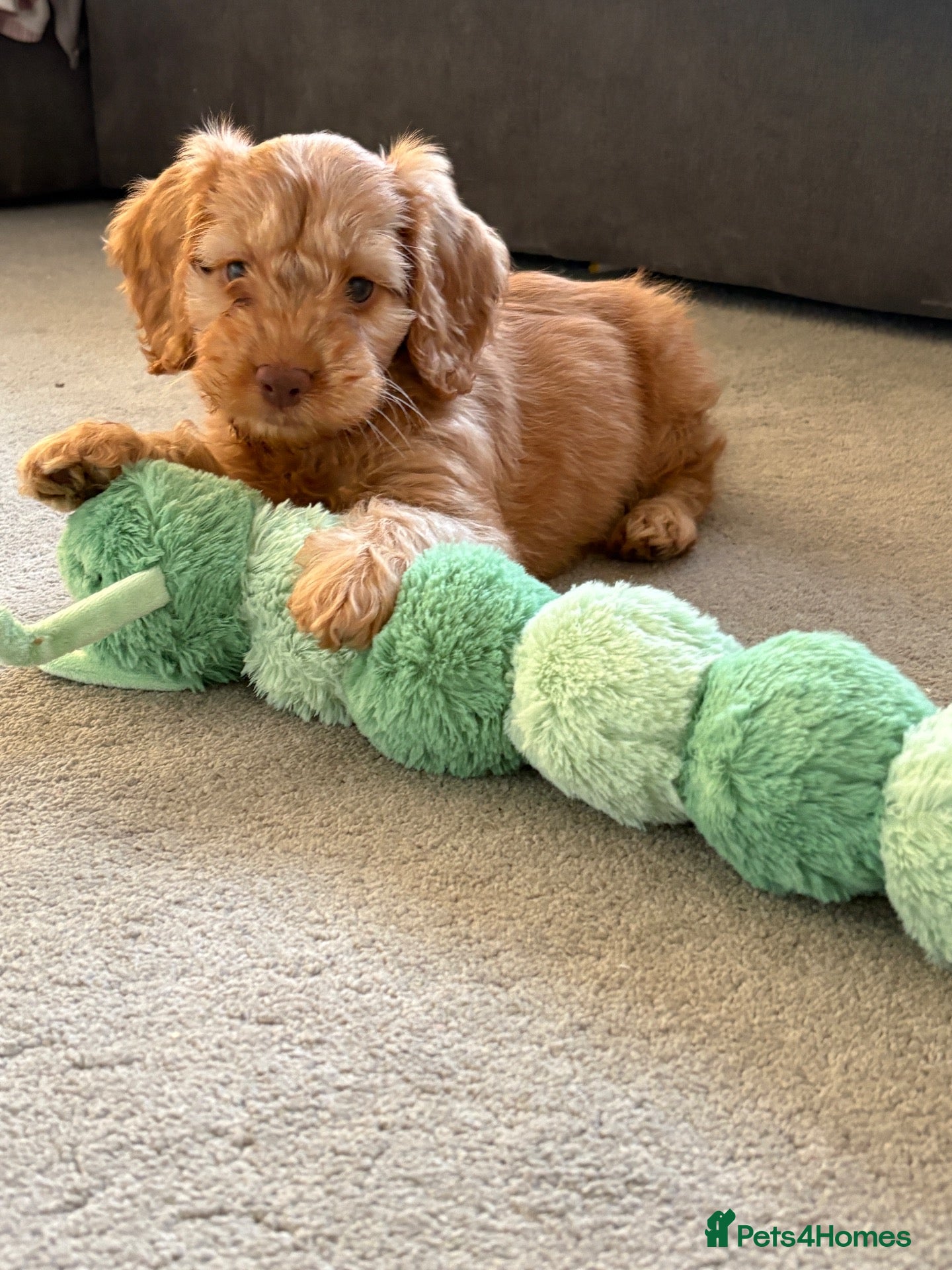 Cockapoo dogs for sale: Beautiful Cockapoo Puppy Looking for Forever Home - Advert 1