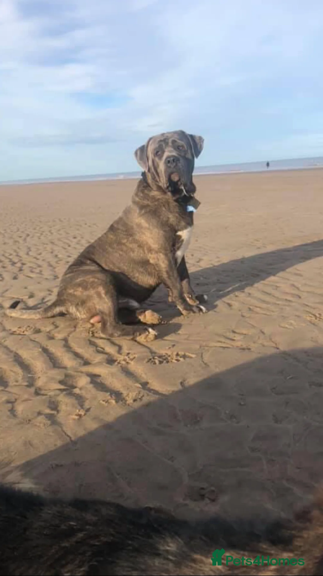 Cane Corso dogs for stud: Proven Cane Corso for stud in Leicester - Advert 10